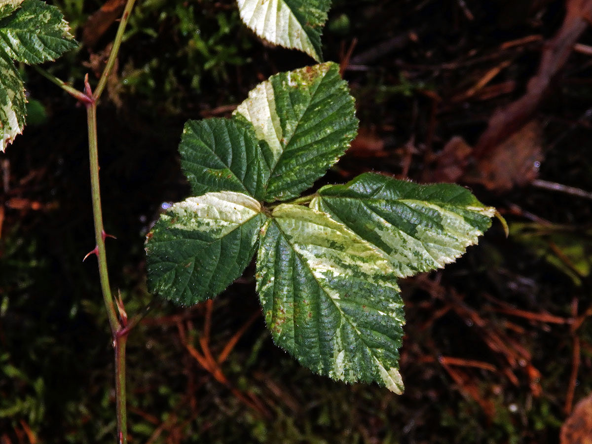 Ostružiník křovitý (Rubus fruticosus agg.) s panašovanými listy