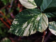 Ostružiník křovitý (Rubus fruticosus agg.) s panašovanými listy