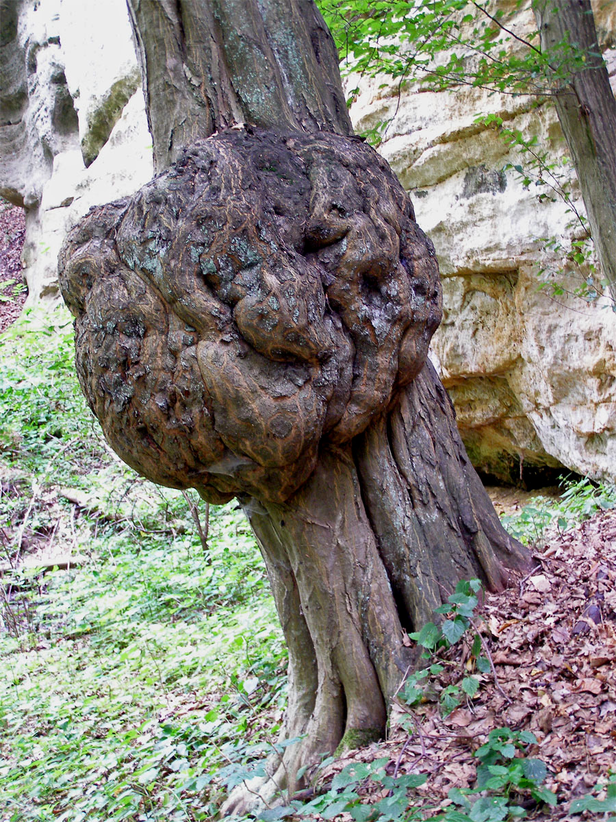 Nádor na habru obecném (Carpinus betulus L.) (1)