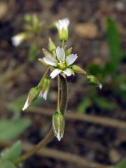 Plevel okoličnatý (Holosteum umbellatum L.)