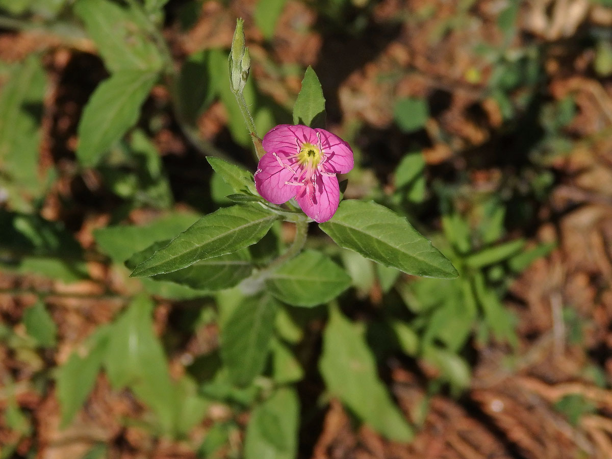 Pupalka růžová (Oenothera rosea L´Hér. ex Ait)