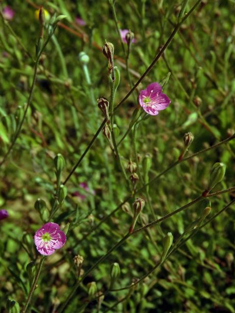 Pupalka růžová (Oenothera rosea L´Hér. ex Ait)