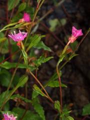 Pupalka růžová (Oenothera rosea L´Hér. ex Ait)