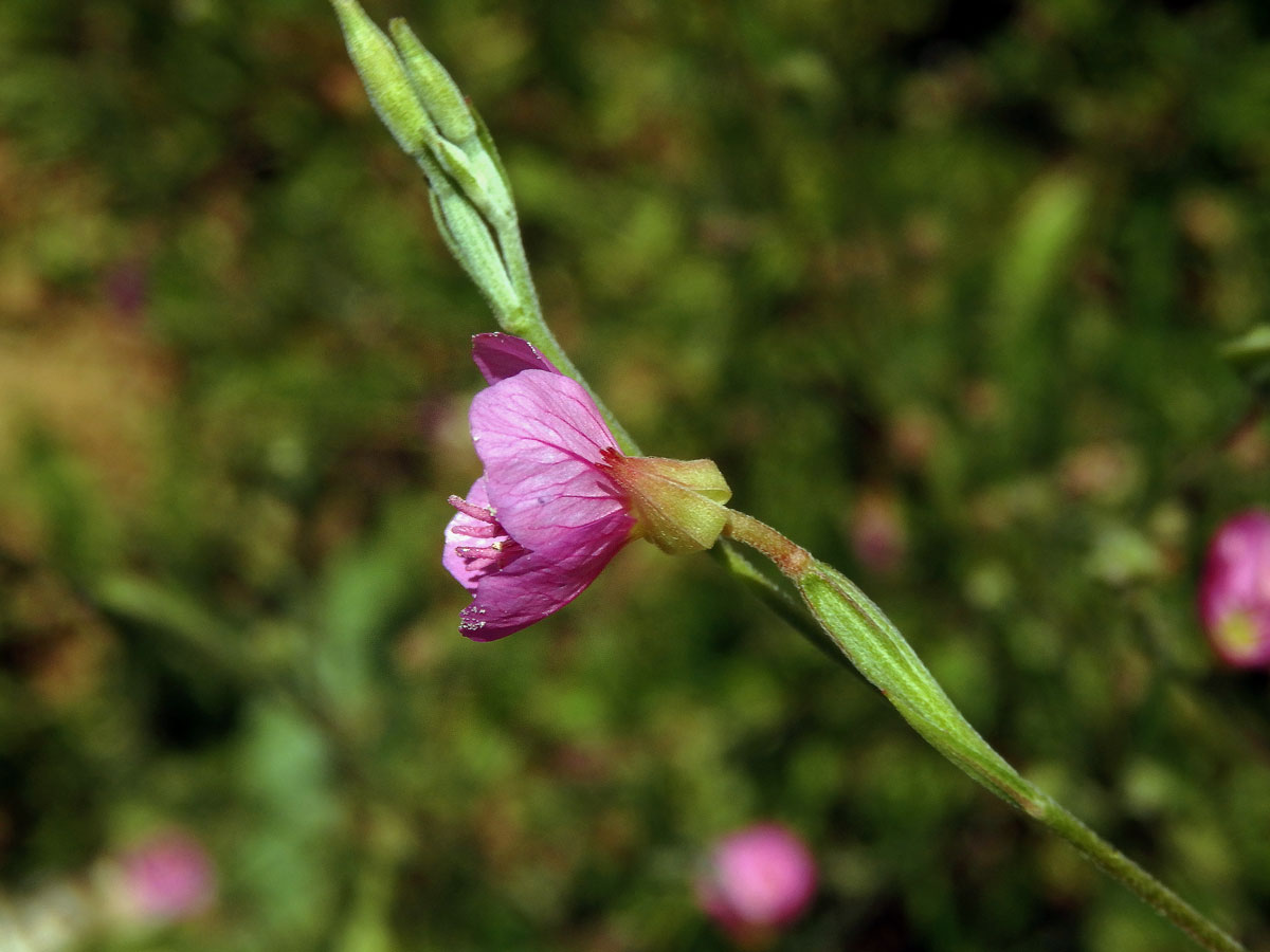 Pupalka růžová (Oenothera rosea L´Hér. ex Ait)