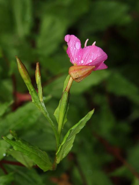 Pupalka růžová (Oenothera rosea L´Hér. ex Ait)