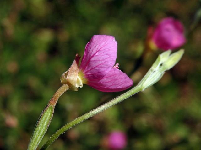 Pupalka růžová (Oenothera rosea L´Hér. ex Ait)