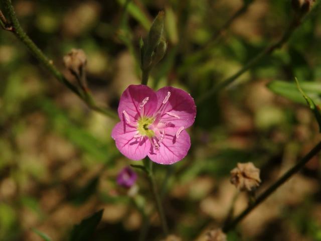 Pupalka růžová (Oenothera rosea L´Hér. ex Ait)