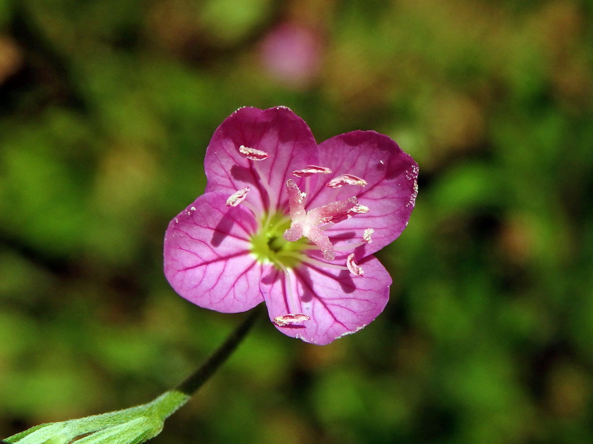 Pupalka růžová (Oenothera rosea L´Hér. ex Ait)