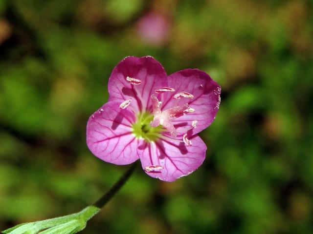 Pupalka růžová (Oenothera rosea L´Hér. ex Ait)