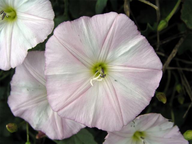 Svlačec rolní (Convolvulus arvensis L.)