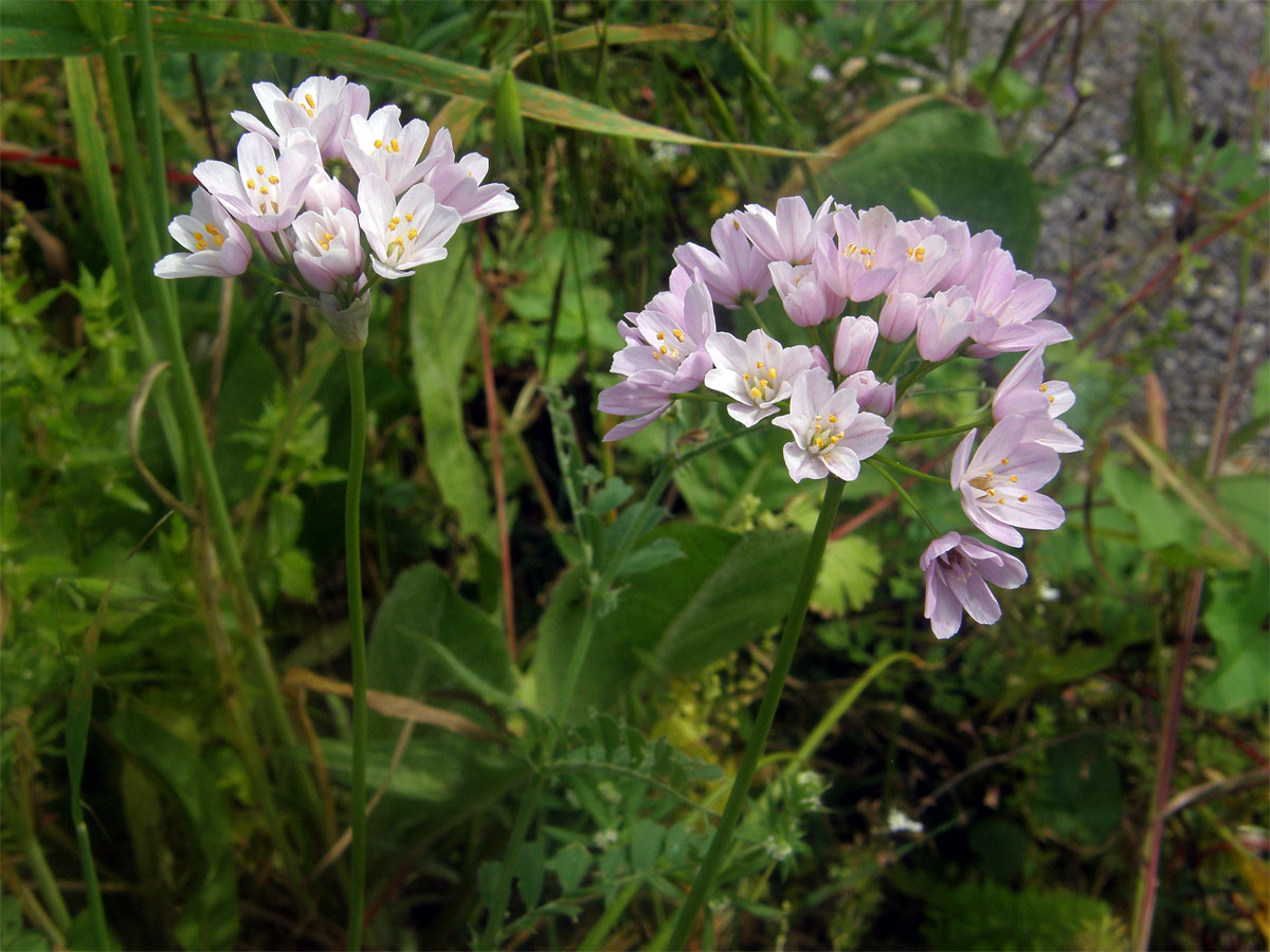 Česnek růžový (Allium roseum L.)