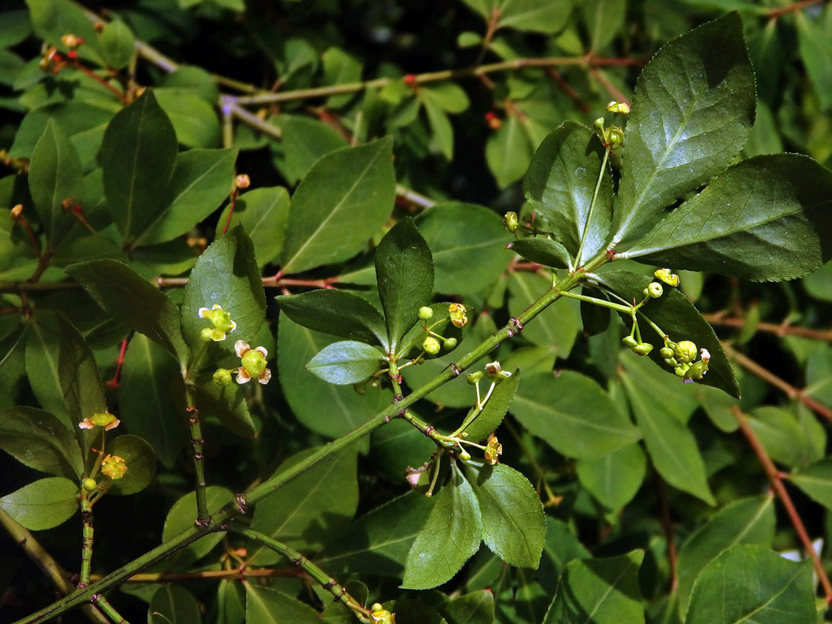 Brslen křídlatý (Euonymus alatus (Thunb.) Siebold)