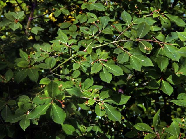 Brslen křídlatý (Euonymus alatus (Thunb.) Siebold)