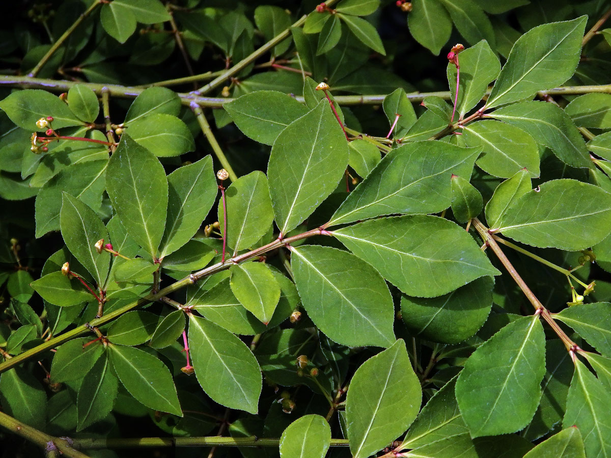 Brslen křídlatý (Euonymus alatus (Thunb.) Siebold)