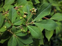 Brslen křídlatý (Euonymus alatus (Thunb.) Siebold)