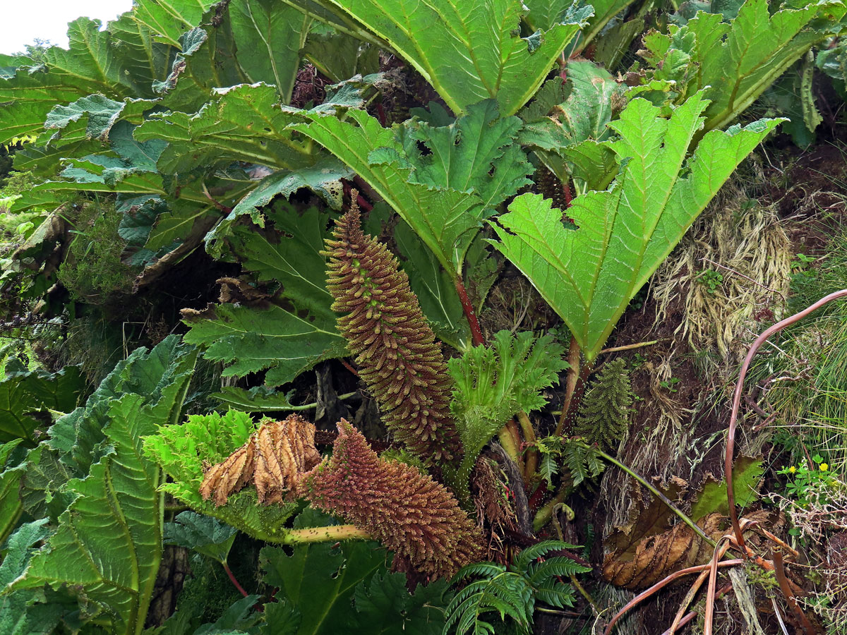 Gunnera tinctoria (Molina) Mirb., větvené květenství