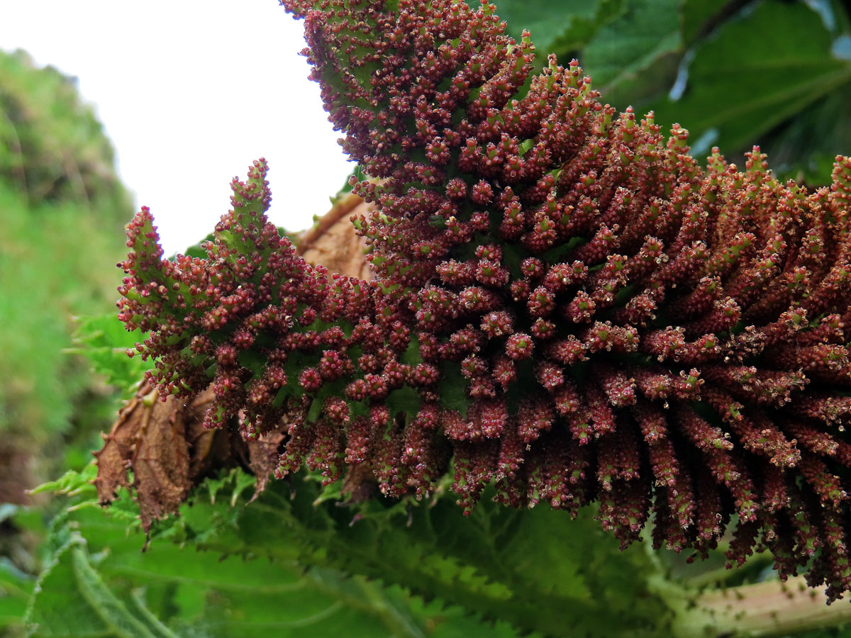 Gunnera tinctoria (Molina) Mirb., větvené květenství