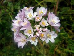 Česnek růžový (Allium roseum L.)