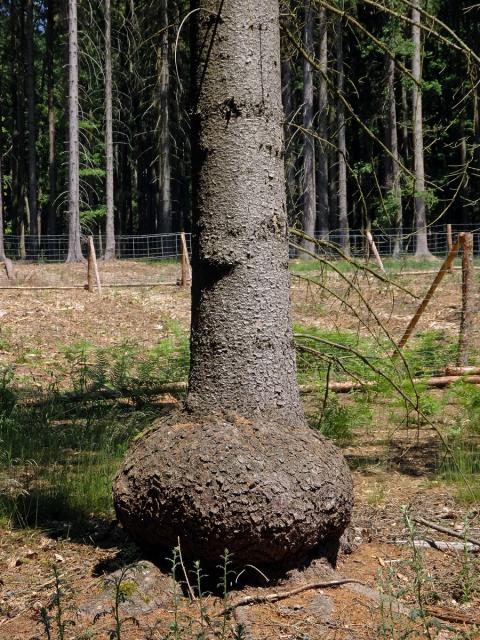 Smrk ztepilý (Picea abies (L.) Karsten) (19d) s nádorem na kmeni