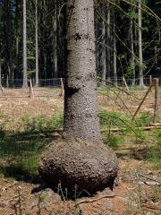 Smrk ztepilý (Picea abies (L.) Karsten) (19d) s nádorem na kmeni