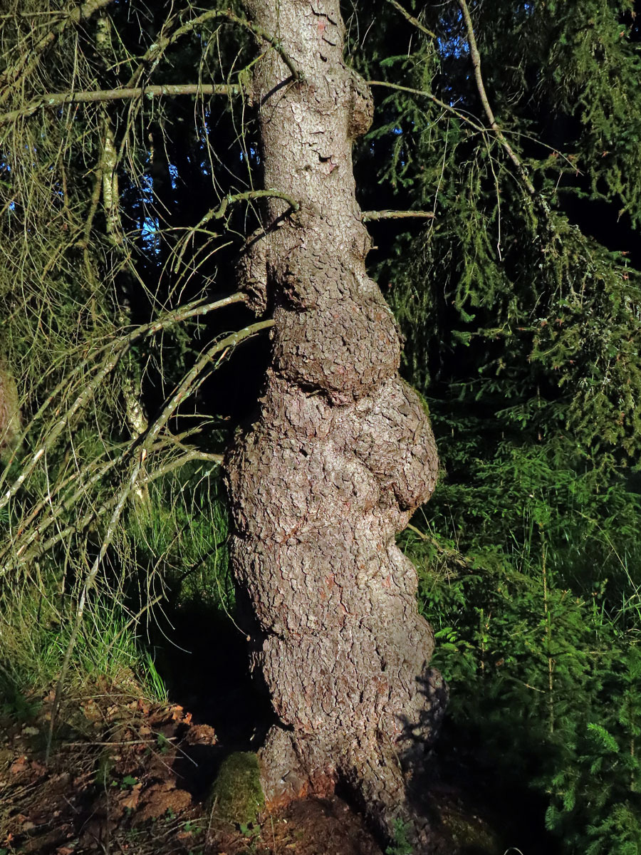 Smrk ztepilý (Picea abies (L.) Karsten) (28f) s nádory na kmeni