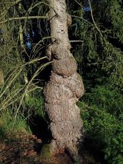 Smrk ztepilý (Picea abies (L.) Karsten) (28f) s nádory na kmeni