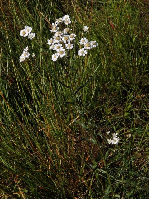 Řebříček bertrám (Achillea ptarmica L.)