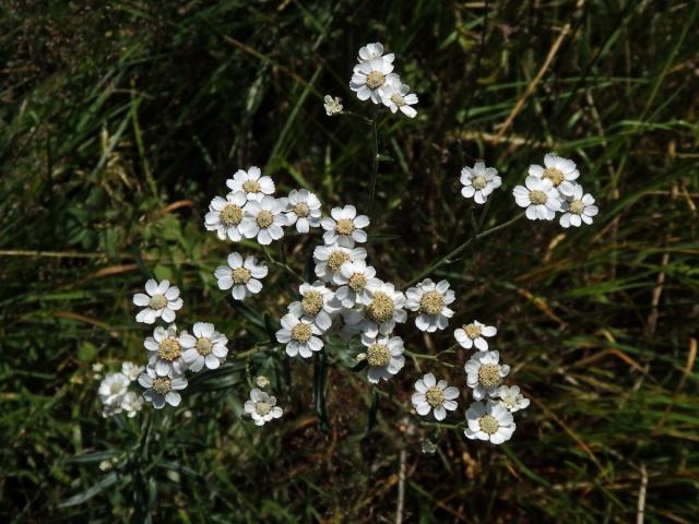 Řebříček bertrám (Achillea ptarmica L.)