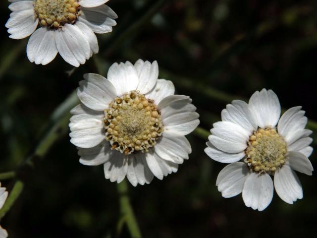 Řebříček bertrám (Achillea ptarmica L.)