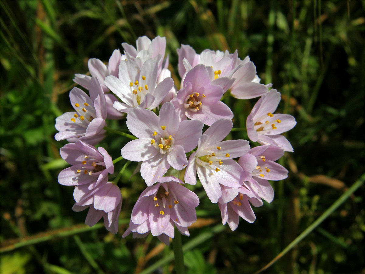 Česnek růžový (Allium roseum L.)