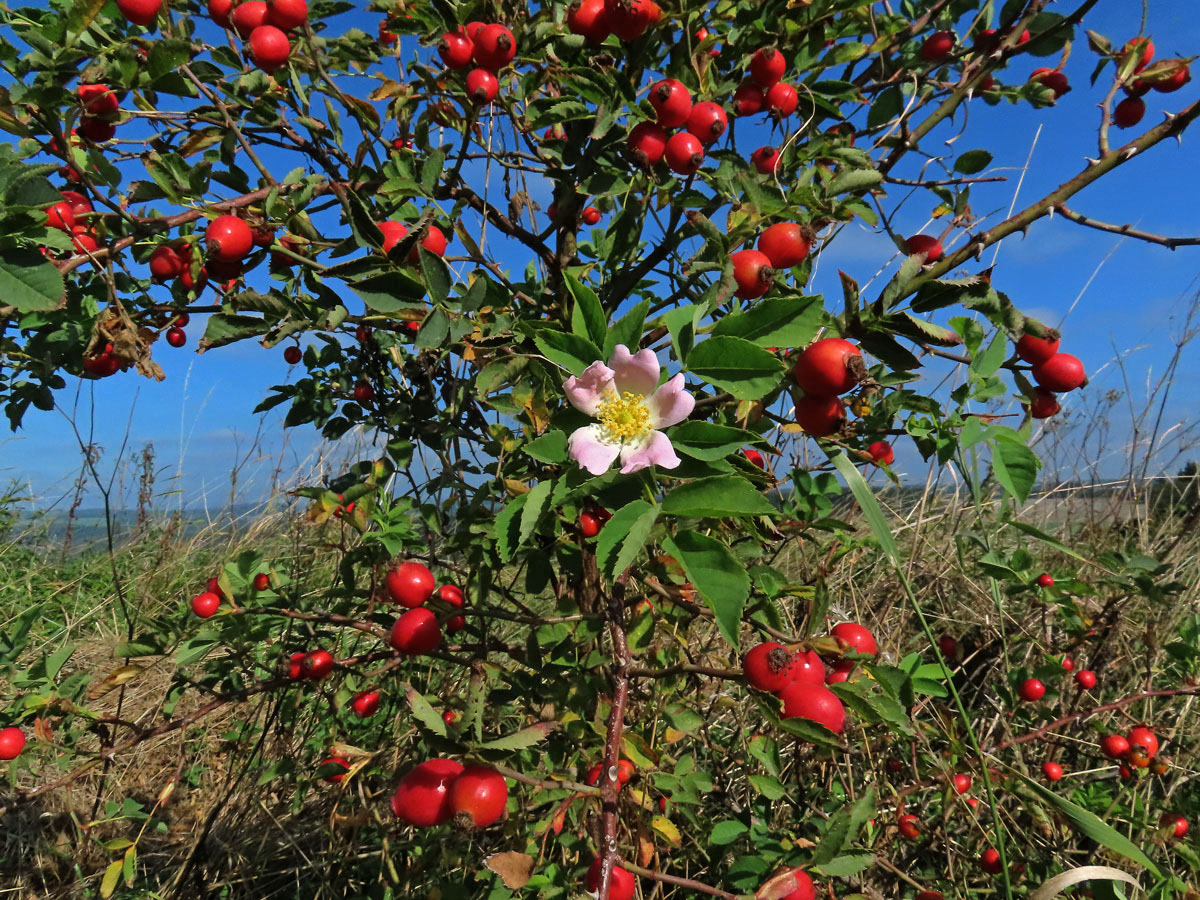 Růže šípková (Rosa canina L.)