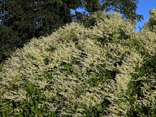 Opletka čínská (Fallopia aubertii (Louis Henry) Holub)