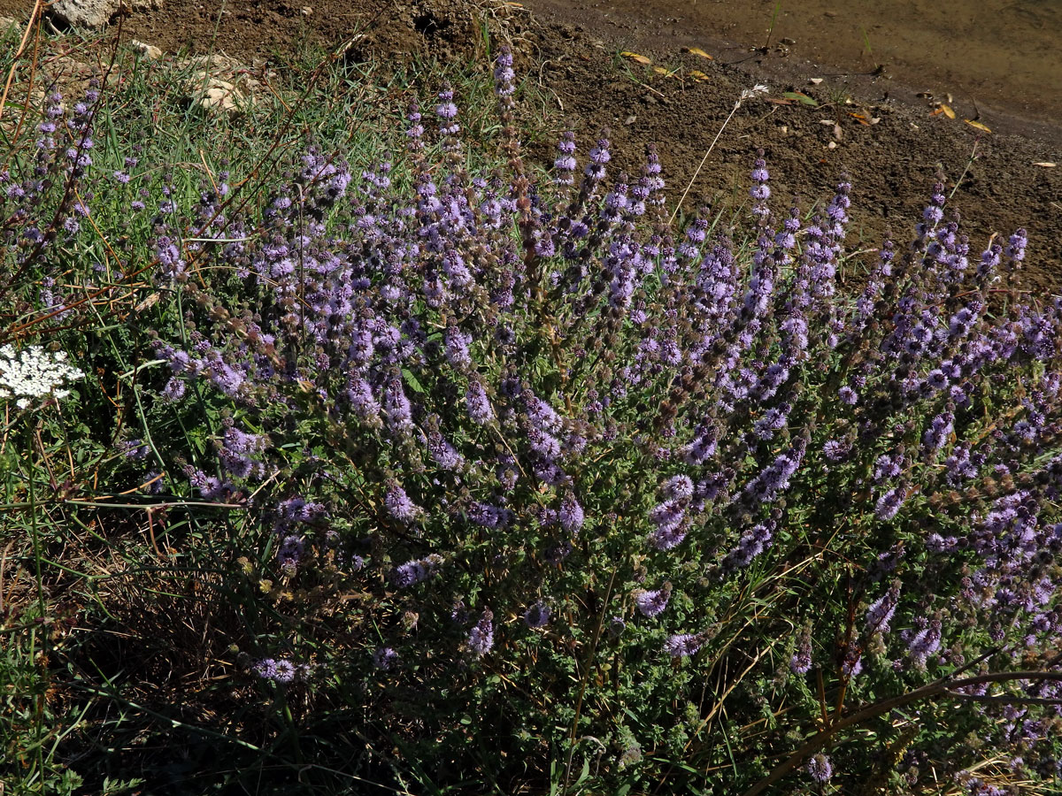 Máta polej (Mentha pulegium L.)