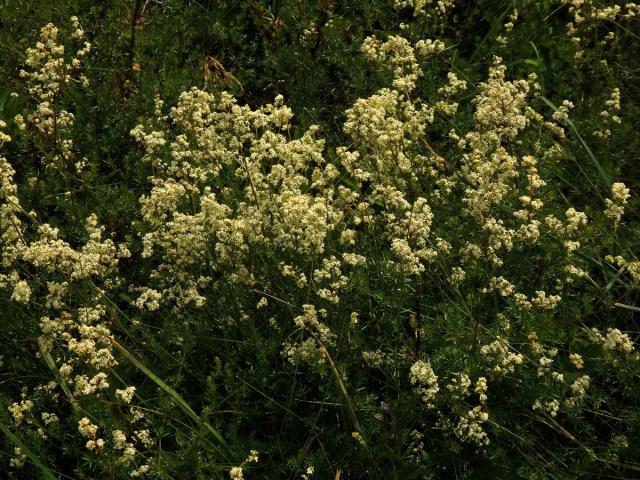 Svízel povázka (Galium mollugo L. s. str.)