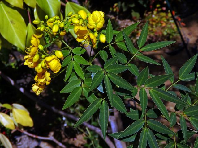 Senna spectabilis (DC.) Irwin & Barneby