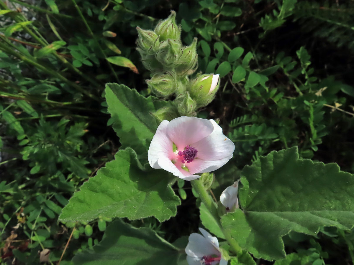 Proskurník lékařský (Althaea officinalis L.)