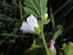 Proskurník lékařský (Althaea officinalis L.)