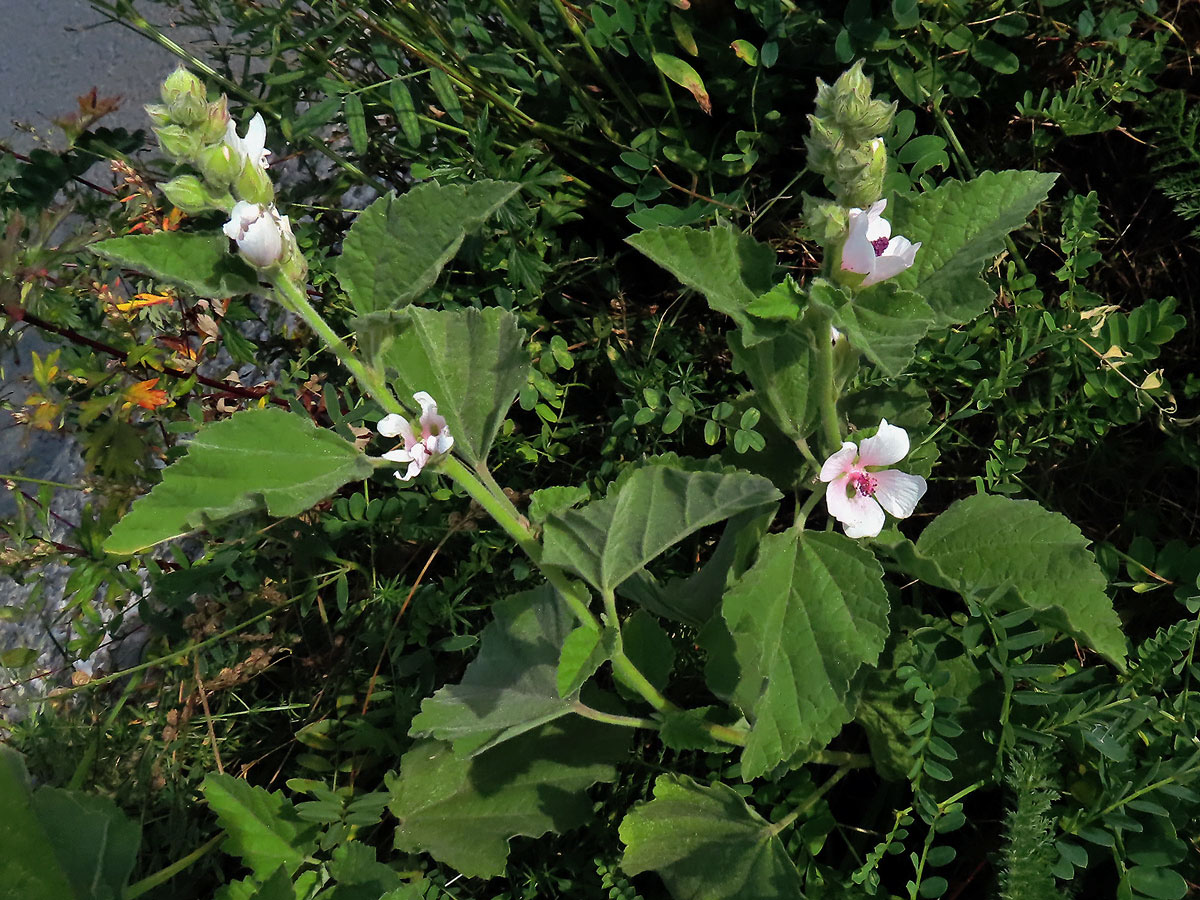 Proskurník lékařský (Althaea officinalis L.)