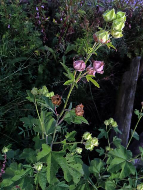 Proskurník lékařský (Althaea officinalis L.)