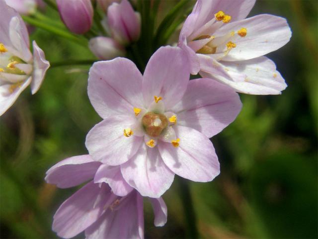 Česnek růžový (Allium roseum L.)