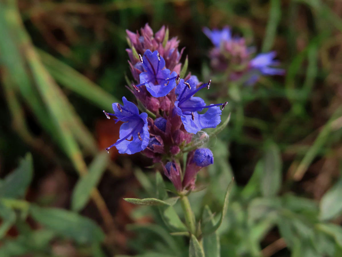 Yzop lékařský (Hyssopus officinalis L.)