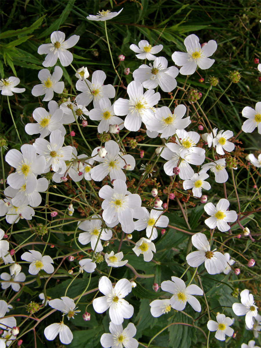 Pryskyřník platanolistý (Ranunculus platanifolius L.)