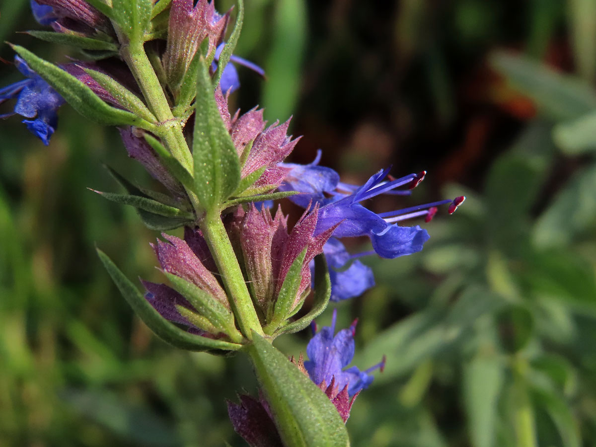 Yzop lékařský (Hyssopus officinalis L.)