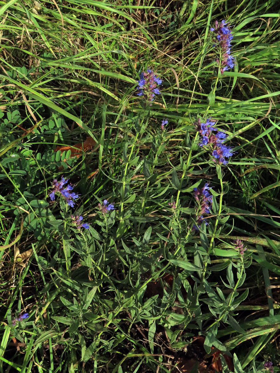 Yzop lékařský (Hyssopus officinalis L.)