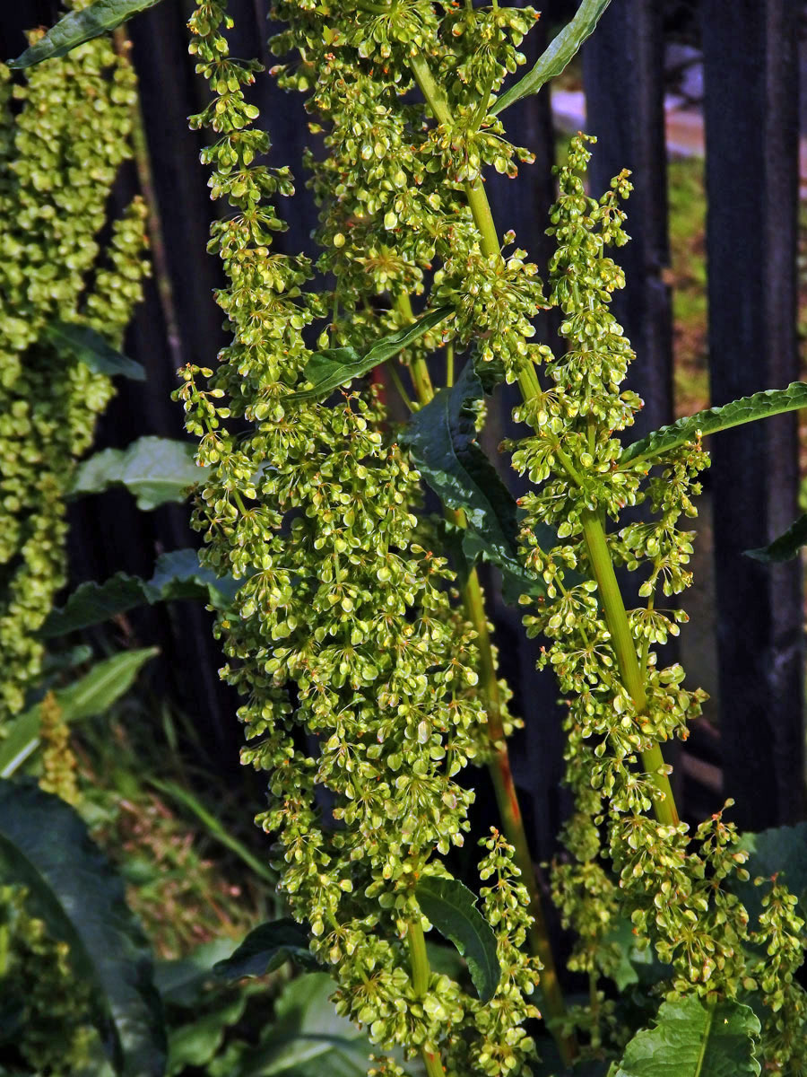 Šťovík dlouholistý (Rumex longifolius DC.)