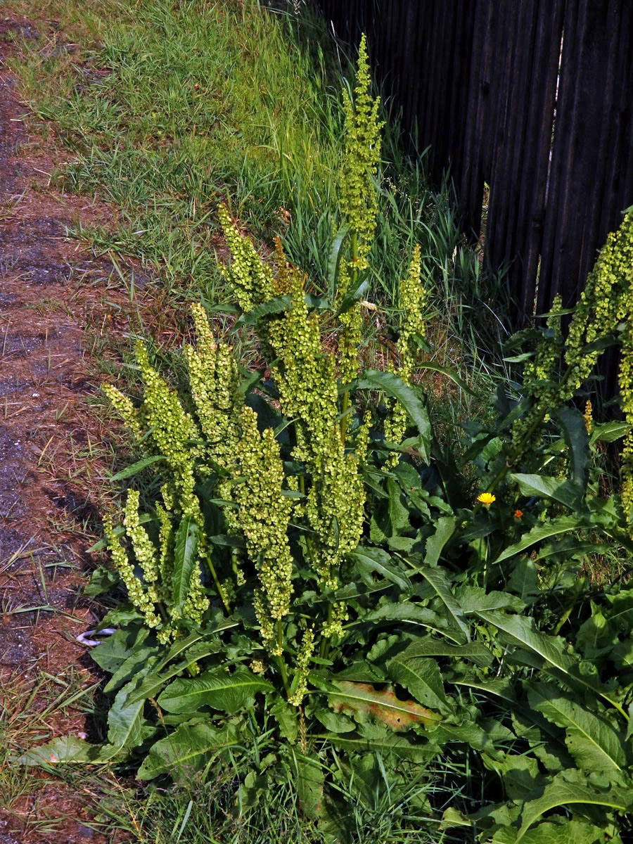 Šťovík dlouholistý (Rumex longifolius DC.)