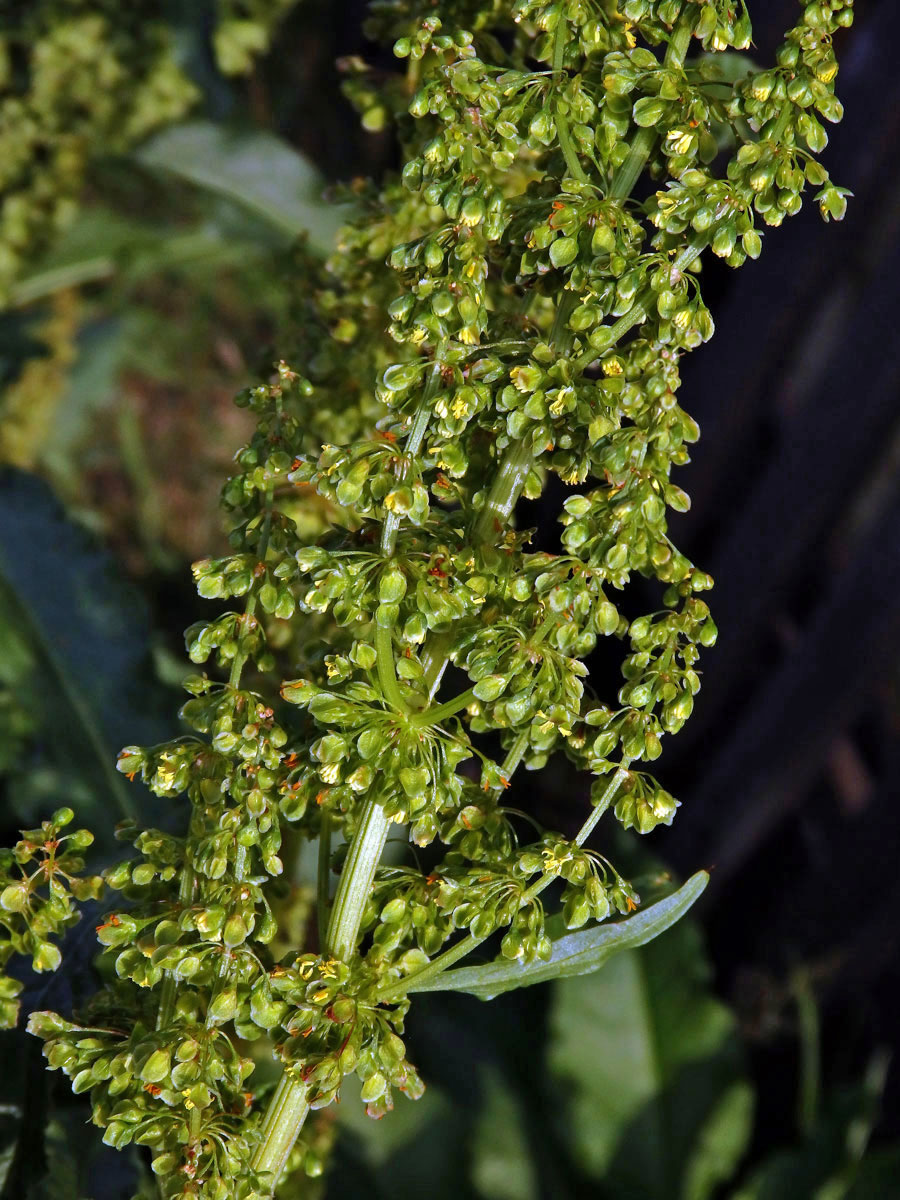 Šťovík dlouholistý (Rumex longifolius DC.)