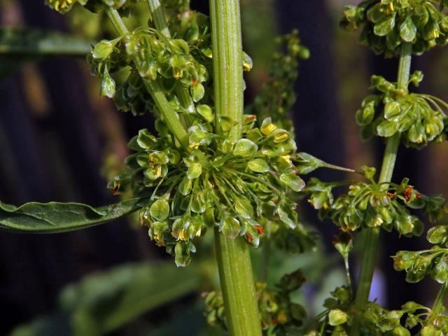 Šťovík dlouholistý (Rumex longifolius DC.)