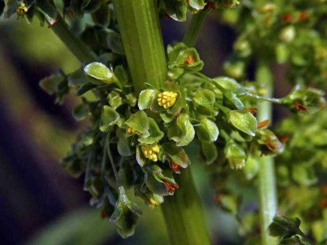 Šťovík dlouholistý (Rumex longifolius DC.)