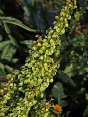 Šťovík dlouholistý (Rumex longifolius DC.)